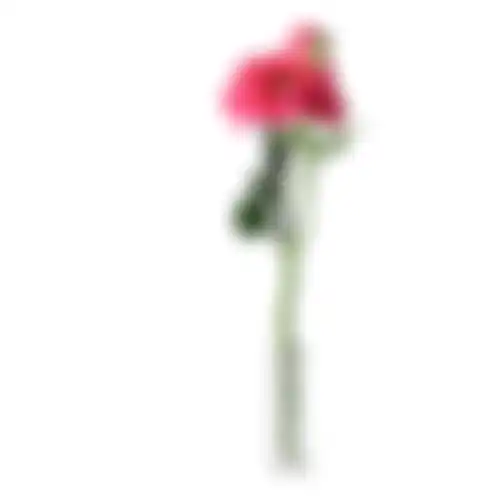 Japanse roos roze 36cm