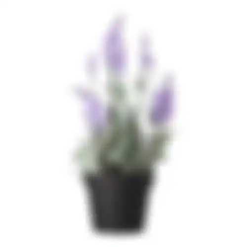 Lavendel in pot 25cm 3ass