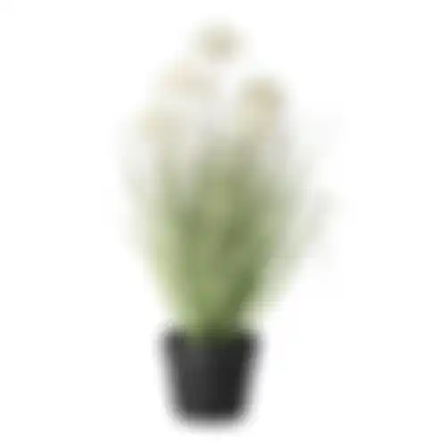 Gras in pot 62cm