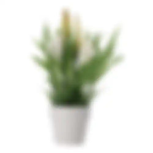 Plant in pot 20cm 4ass