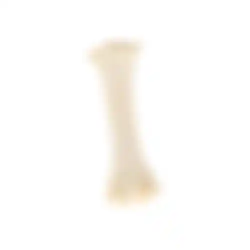 Snack hond calcium been groot