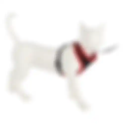 Kittentuig zwart/rood 10mmx110cm