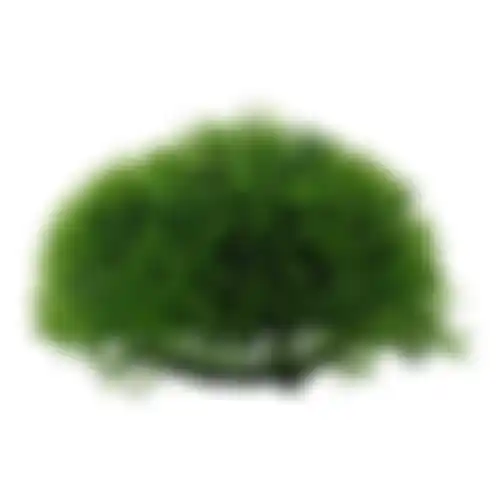 Plant aquarium halve mosbal 12cm