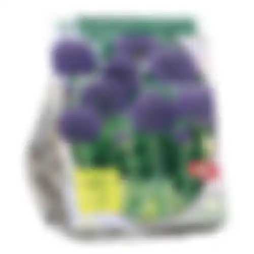 Allium Aflatunense Purple Sensation per 15 Baltus