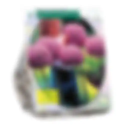 Allium Gladiator His Excellence per 3 Baltus