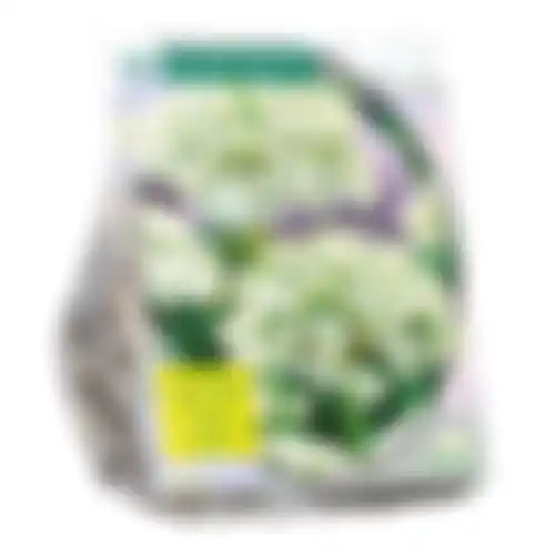 Allium Nigrum Multibubosum per 15 Baltus