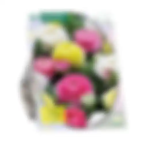 Ranonkel Pastel mix per 15