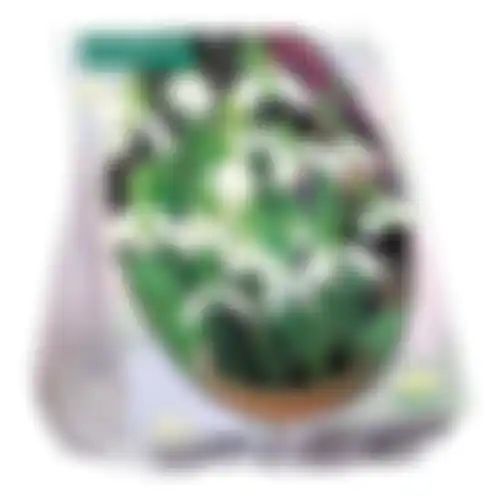 Galanthus Woronowii per 25