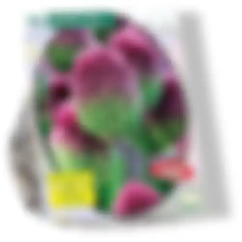 Allium Sphaerocephalon per 75