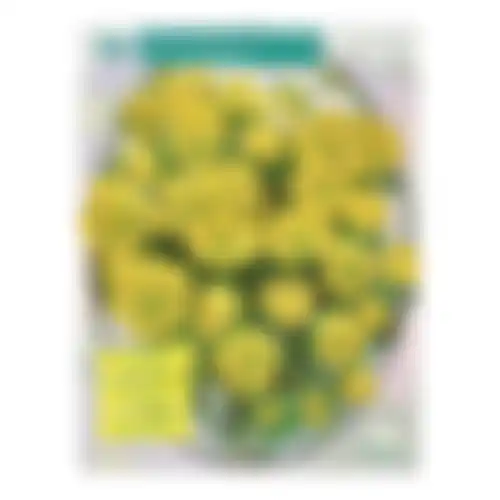 Eranthis Cilicica per 30