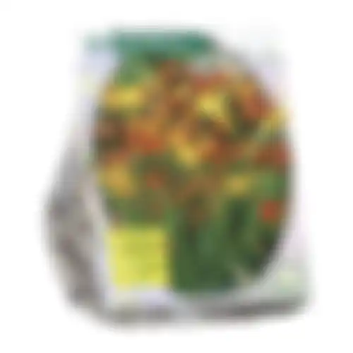 Montbretia per 30