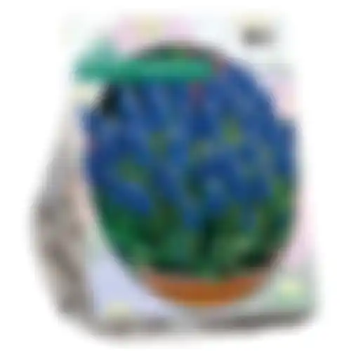 Muscari Armeniacum per 100
