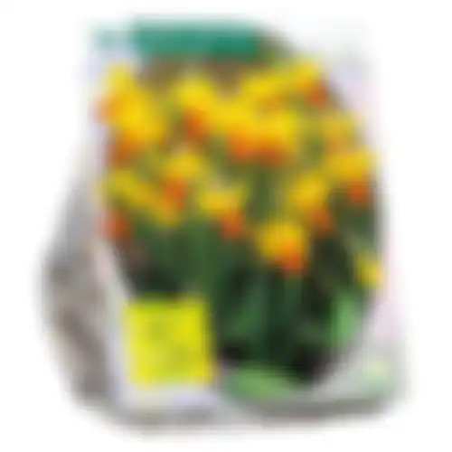 Narcis Mini Jetfire geel oranje per 25