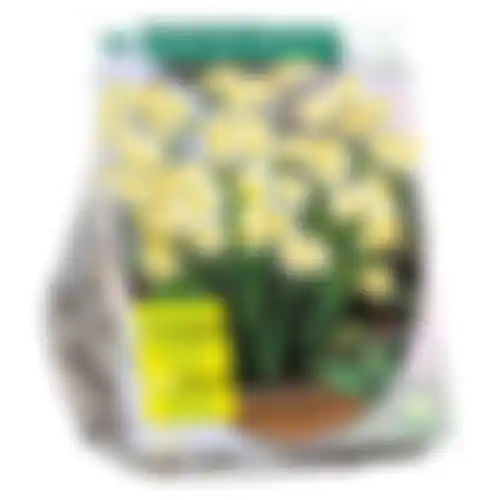 Narcis Mini Minnow per 40