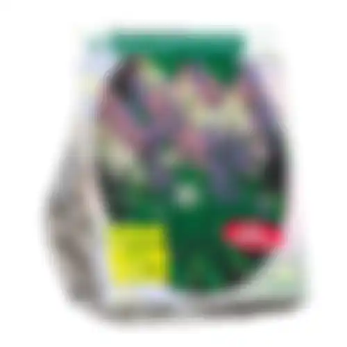 Scilla Hispanica mix per 15