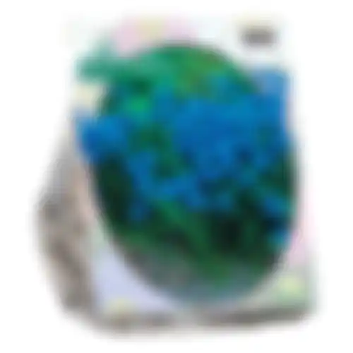 Scilla Siberica per 40