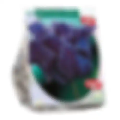 Tulipa Blue Parrot Parkiet per 12