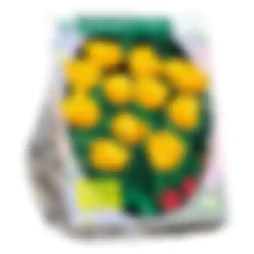 Tulipa Dubbel Laat Yellow Pompenette per 25