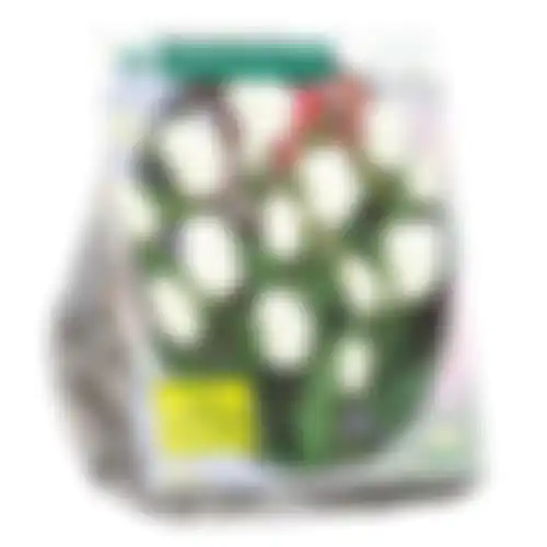 Tulipa Purissima Fosteriana per 20
