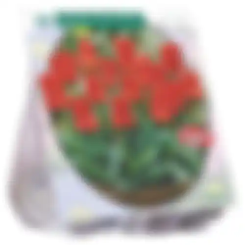 Tulipa Roodkapje Greigii per 25