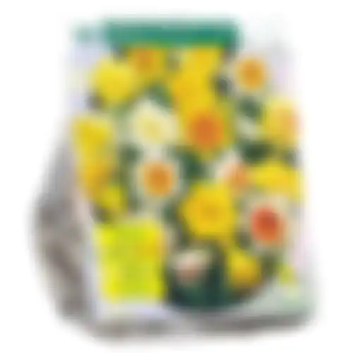Narcis Trompet mix per 20