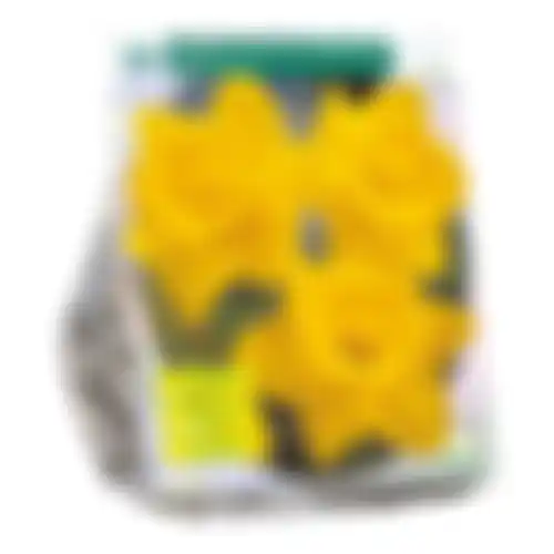 Narcis trompet geel per 20