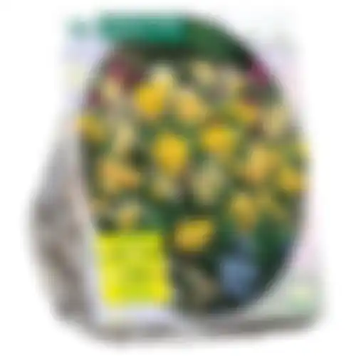 Narcis Mini mix per 25