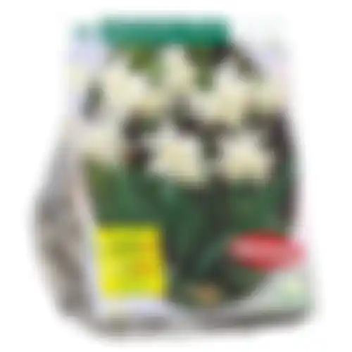 Narcis Mini Thalia per 15