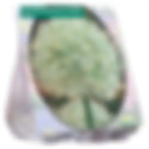 Allium Mount Everest per 3
