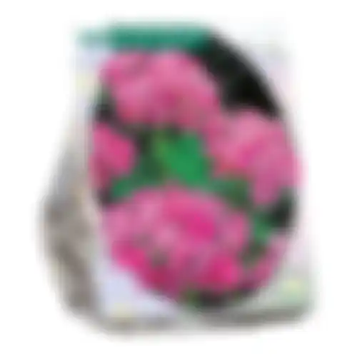 Allium Roseum per 100