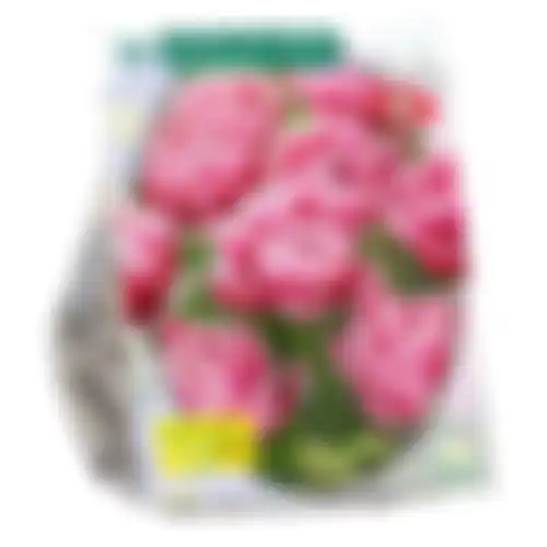 Tulipa Dubbel Laat Columbus per 20