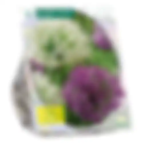 Allium Giant mix per 3