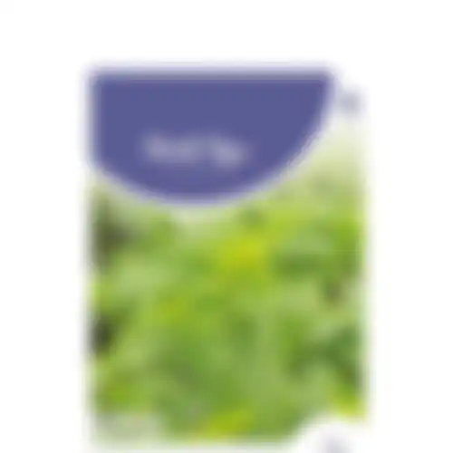 HT Basilicum fijnbladig