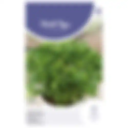 HT Pot basilicum Bascuro Grieks donkergr
