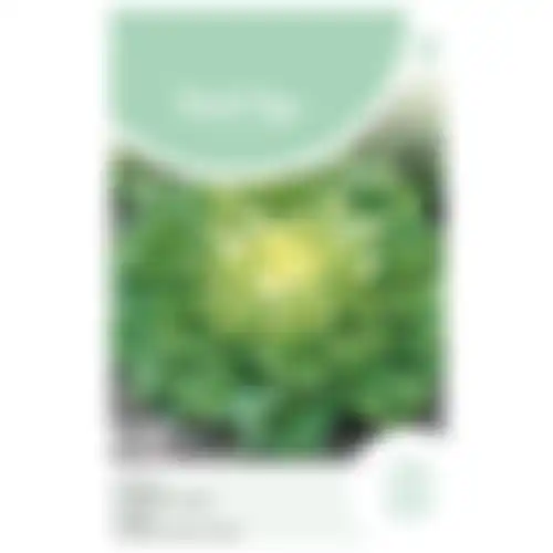 Horti Tops Andijvie Nuance