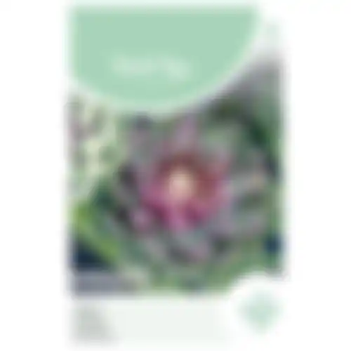 Horti Tops Artisjok Violet De Provence