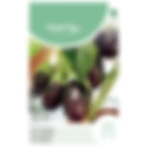 Horti Tops Aubergine patio baby