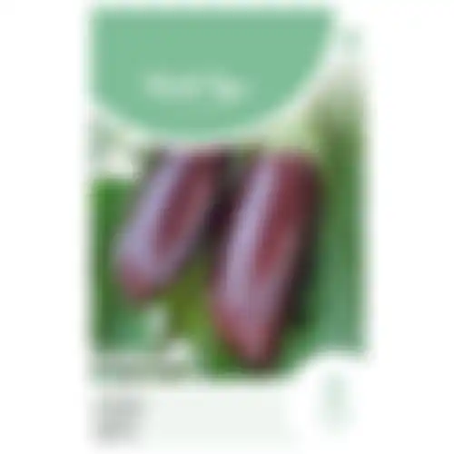 Horti Tops Aubergine violetta lunga 2