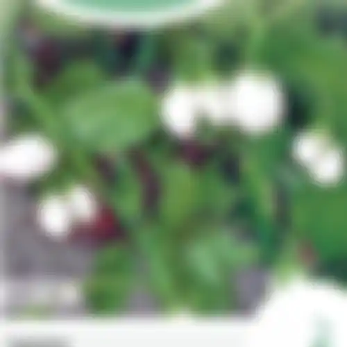 Horti Tops Aubergine white Eggs