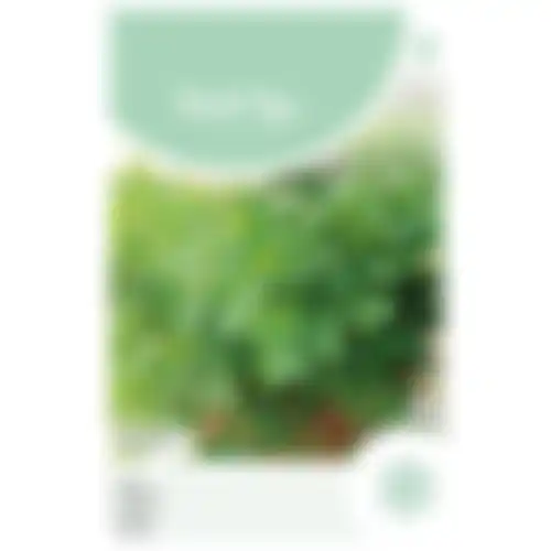 Horti Tops Kervel fijne krul