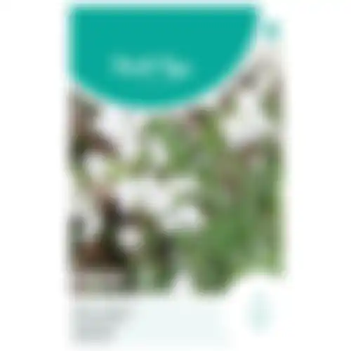HT Lathyrus reuk of siererwt Royal Family wit