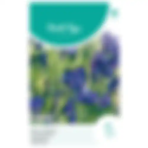 HT Lathyrus reuk of siererwt Royal Family blauw