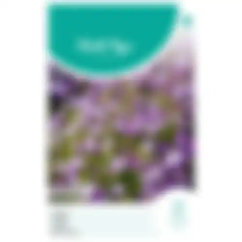 HT Lobelia crystal palace