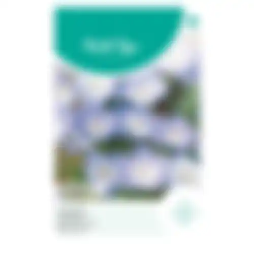 HT Nemophila haagbloem hemelsblauw