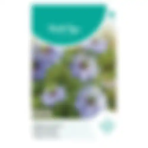 HT Nigella juffertjeinhetgroen miss Jekyll blauw