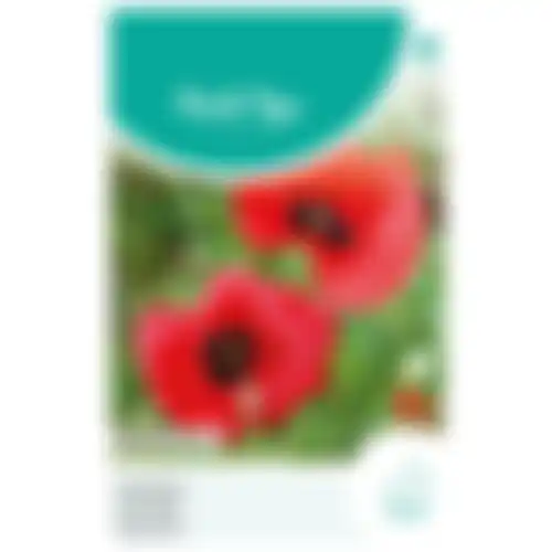 HT Papaver tulppapaver