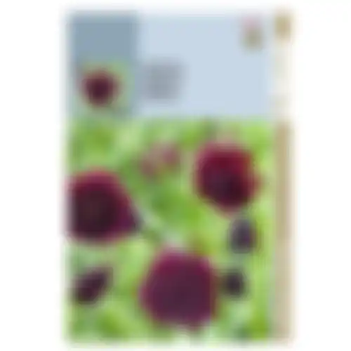 HT Scabiosa duifkruid diep donkerpaars