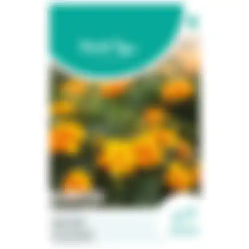HT Tagetes lage Afrikaan petite orange
