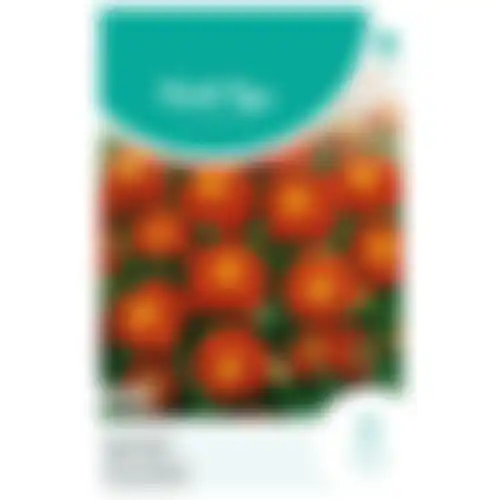 HT Tagetes lage Afrikaan Carmen