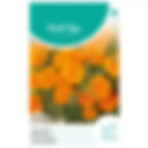 HT Tagetes lage Afrikaan tangerine